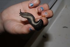 Ash-black Slug (Limax cinereoniger)