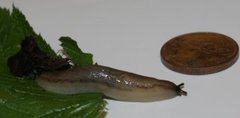 Gulflankeskogsnegl (Arion fasciatus)