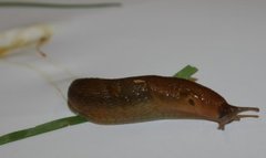 Dusky Arion (Arion fuscus)