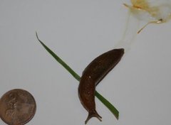 Dusky Arion (Arion fuscus)