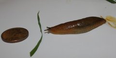 Dusky Arion (Arion fuscus)