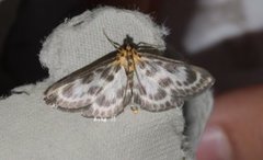 Small Magpie (Anania hortulata)
