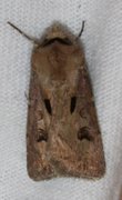 Heart and Dart (Agrotis exclamationis)