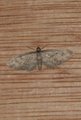 Augustdvergmåler (Eupithecia pusillata)