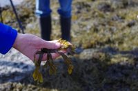 Blæretang (Fucus vesiculosus)