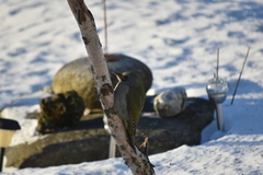 Grey-headed Woodpecker (Picus canus)