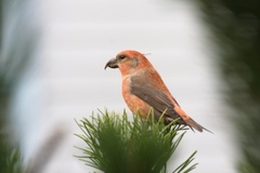 Common Crossbill (Loxia curvirostra)