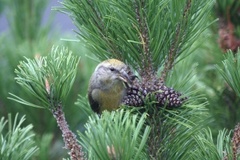 Common Crossbill (Loxia curvirostra)