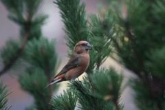 Common Crossbill (Loxia curvirostra)
