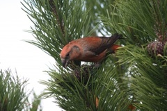 Common Crossbill (Loxia curvirostra)