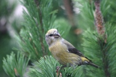 Common Crossbill (Loxia curvirostra)