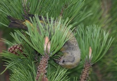 Common Crossbill (Loxia curvirostra)