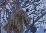 Gråspurv (Passer domesticus)