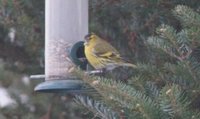 Grønnsisik (Carduelis spinus)