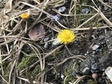 Hestehov (Tussilago farfara)