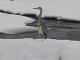 Gråhegre (Ardea cinerea)