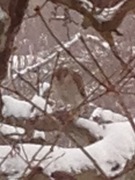 Hønsehauk (Accipiter gentilis)