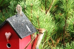 Winter Wren (Troglodytes troglodytes)