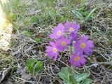 Fjellnøkleblom (Primula scandinavica)