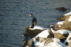 Great Cormorant (Phalacrocorax carbo)