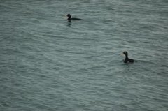 Sjøorre (Melanitta fusca)