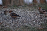 Kjernebiter (Coccothraustes coccothraustes)