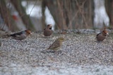 Kjernebiter (Coccothraustes coccothraustes)