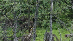Black Woodpecker (Dryocopus martius)