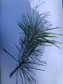 Furu (Pinus sylvestris)