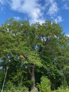 Sommereik (Quercus robur)