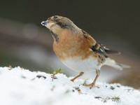 Bjørkefink (Fringilla montifringilla)