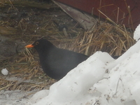 Svarttrost (Turdus merula)