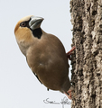 Kjernebiter (Coccothraustes coccothraustes)