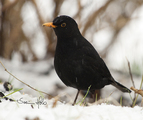 Svarttrost (Turdus merula)