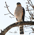 Spurvehauk (Accipiter nisus)