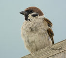 Pilfink (Passer montanus)