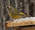 Grønnfink (Carduelis chloris)