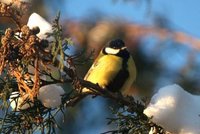 Kjøttmeis (Parus major)