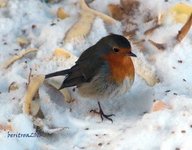 Rødstrupe (Erithacus rubecula)