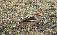 Kjernebiter (Coccothraustes coccothraustes)