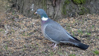 Ringdue (Columba palumbus)