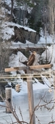 Spurvehauk (Accipiter nisus)