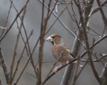 Kjernebiter (Coccothraustes coccothraustes)