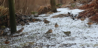 Bjørkefink (Fringilla montifringilla)