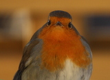 Rødstrupe (Erithacus rubecula)