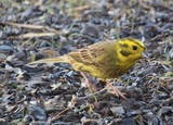 Gulspurv (Emberiza citrinella)