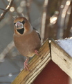 Kjernebiter (Coccothraustes coccothraustes)