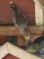 Kjernebiter (Coccothraustes coccothraustes)