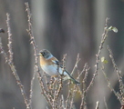 Bjørkefink (Fringilla montifringilla)