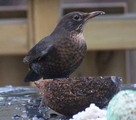 Svarttrost (Turdus merula)